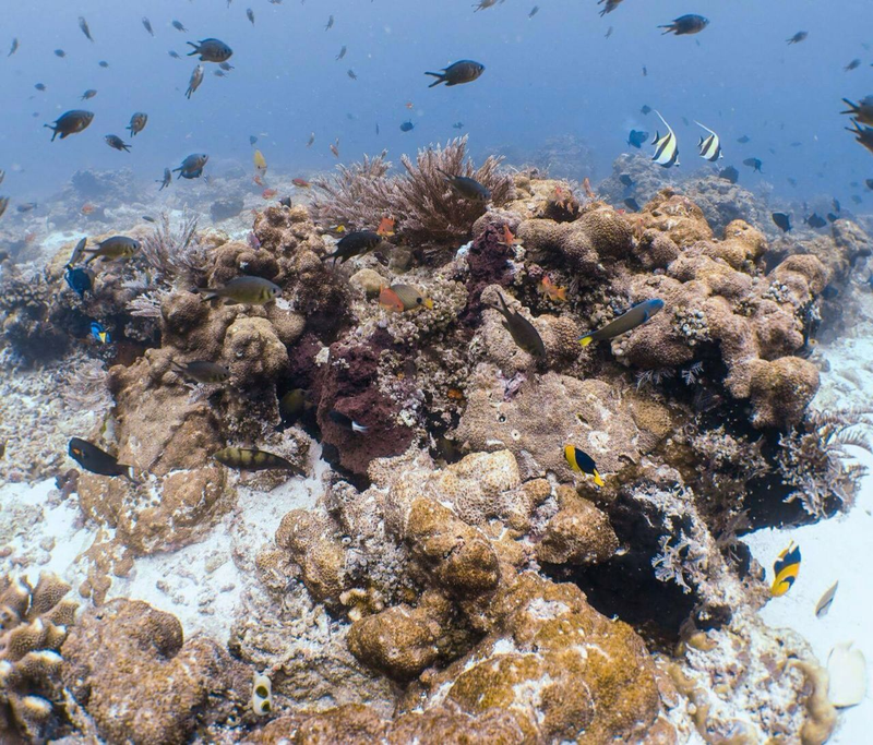 A section of reef outside of the impact zone. (Image courtesy Stephanie Venables/Marine Megafauna Foundation)